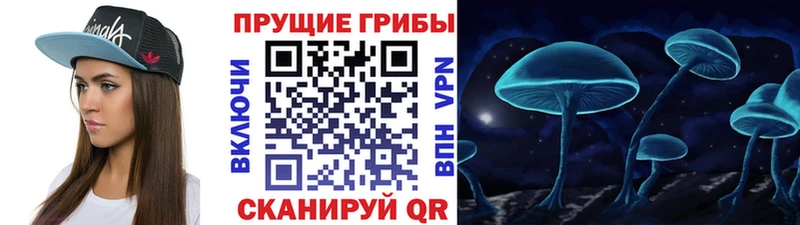 Купить  Острогожск  Галлюциногенные грибы Psilocybe 